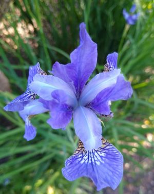 An iris in my parents' garden